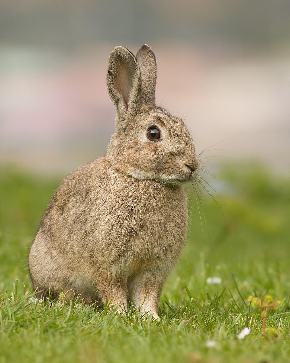Accidental Disasters - Part 1: The Leporidae Triumph: Napoleon Bonaparte and the Battle of the Bunnies