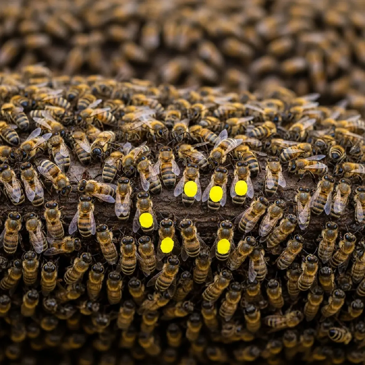 Bio-Inspired Resilience - Part 3: Bee Democracy-Balancing Speed and Accuracy Through Quorum Sensing