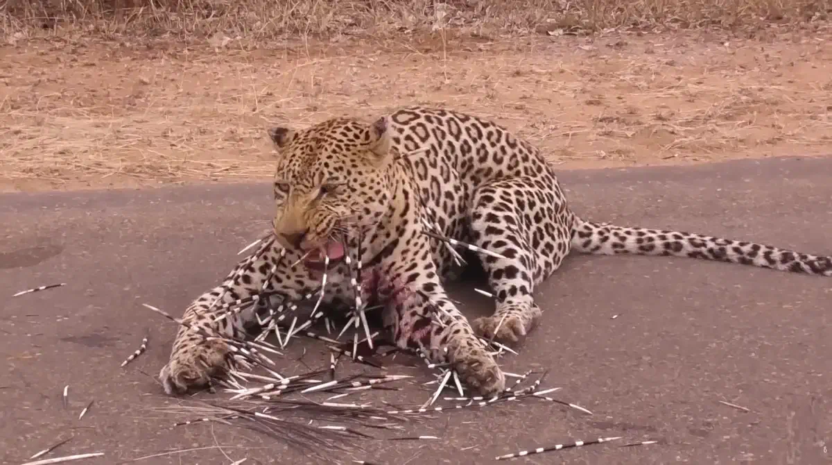 Operation Porcupine: How "Roaring Lion" ended with quills in its face