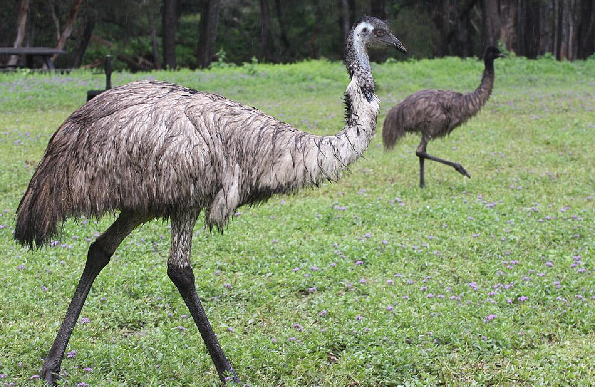 You Know Nothing About... - Part 1: The Feathered Guerrillas: Why the Great Emu War of 1932 Wasn't a War